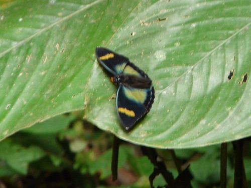 Ravola Ceres Forester