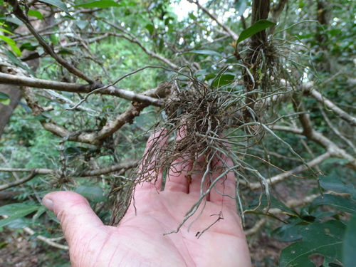 Image of Rope Orchid (Microcoelia exilis) by (c) Shaun Swanepoel, some rights reserved (CC BY)