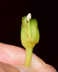 Ipomoea lottiae