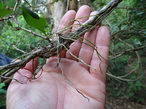 Image of Rope Orchid (Microcoelia exilis) by (c) Shaun Swanepoel, some rights reserved (CC BY)
