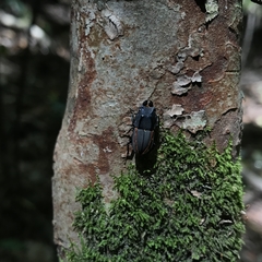 Erichius vittatus vittatus