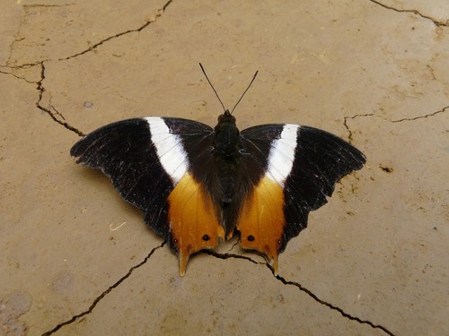 Andromorph Palla