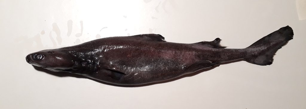 Hooktooth Dogfish