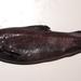 Hooktooth Dogfish - Photo (c) Ignacio Contreras, some rights reserved (CC BY-NC), uploaded by Ignacio Contreras