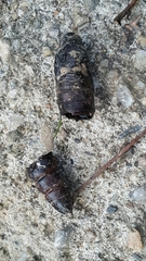 Acherontia atropos