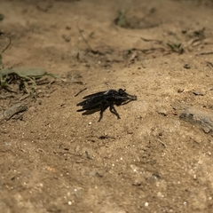 Pritchardia hirtipes