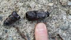 Acherontia atropos