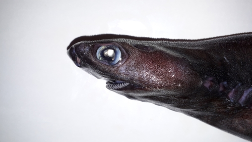 Hooktooth dogfish (Aculeola nigra) — Etmopteridae — 4