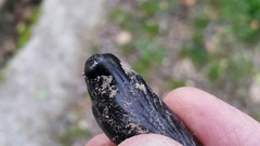 Acherontia atropos