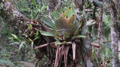 Vriesea bituminosa