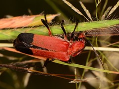 Chauliognathus lecontei