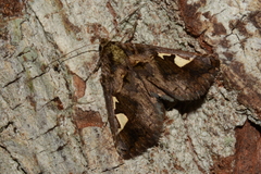 Noctuidae