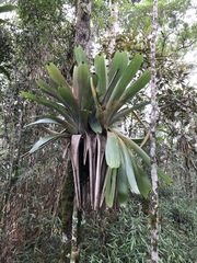 Vriesea bituminosa