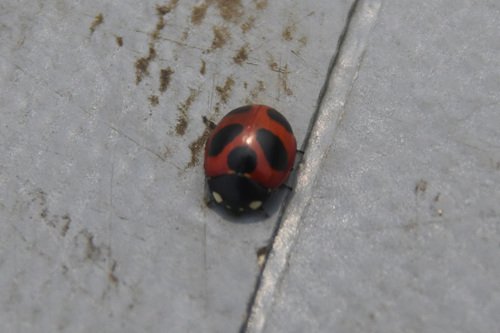 Coccinella nivicola