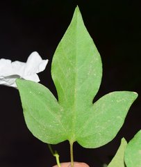 Ipomoea lottiae
