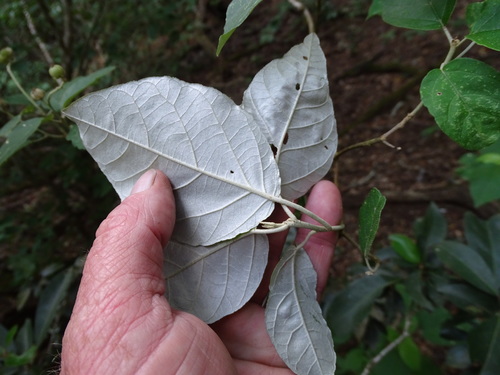 Image of Croton steenkampianus by (c) Shaun Swanepoel, some rights reserved (CC BY)
