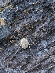 Ortholasma rugosum