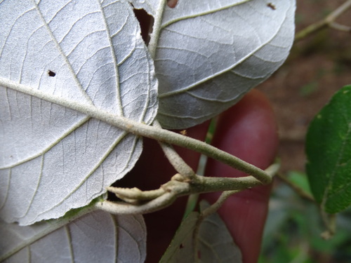 Image of Croton steenkampianus by (c) Shaun Swanepoel, some rights reserved (CC BY)