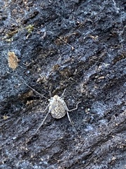 Ortholasma rugosum