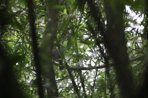 Grey Laughingthrush (Garrulax maesi), photo 2