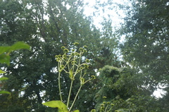 Silphium perfoliatum