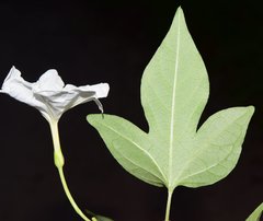 Ipomoea lottiae