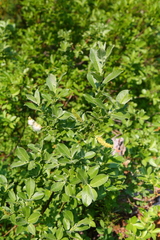Salix commutata