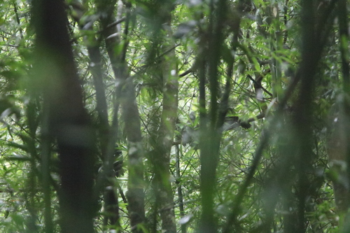 Grey Laughingthrush (Garrulax maesi), photo 2