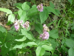 Lathyrus venetus