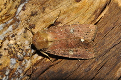Eriopyga