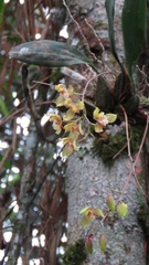 Bifrenaria charlesworthii