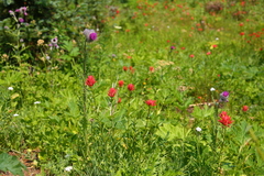 Cirsium edule