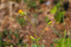 Arnica parryi