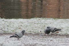 Columba livia domestica