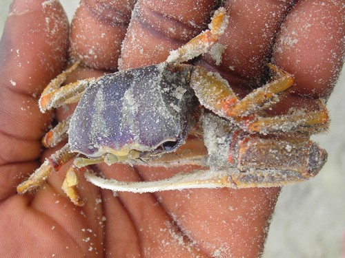 West African Fiddler Crab