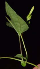 Ipomoea lottiae