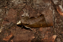 Gonodonta
