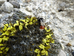 Bombus rufofasciatus