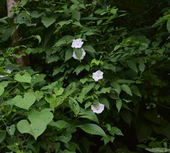 Ipomoea lottiae