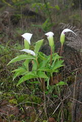 Arisaema murrayi