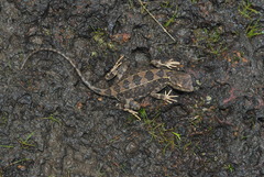Sitana