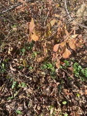 Lysimachia clethroides