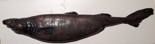 Hooktooth dogfish (Aculeola nigra) — Etmopteridae