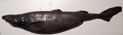 Hooktooth Dogfish photo 2