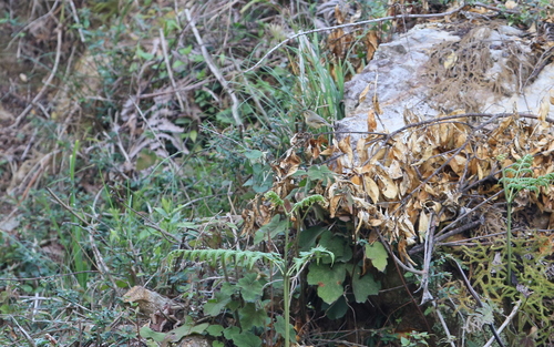Pouillot subaffin (Phylloscopus subaffinis)