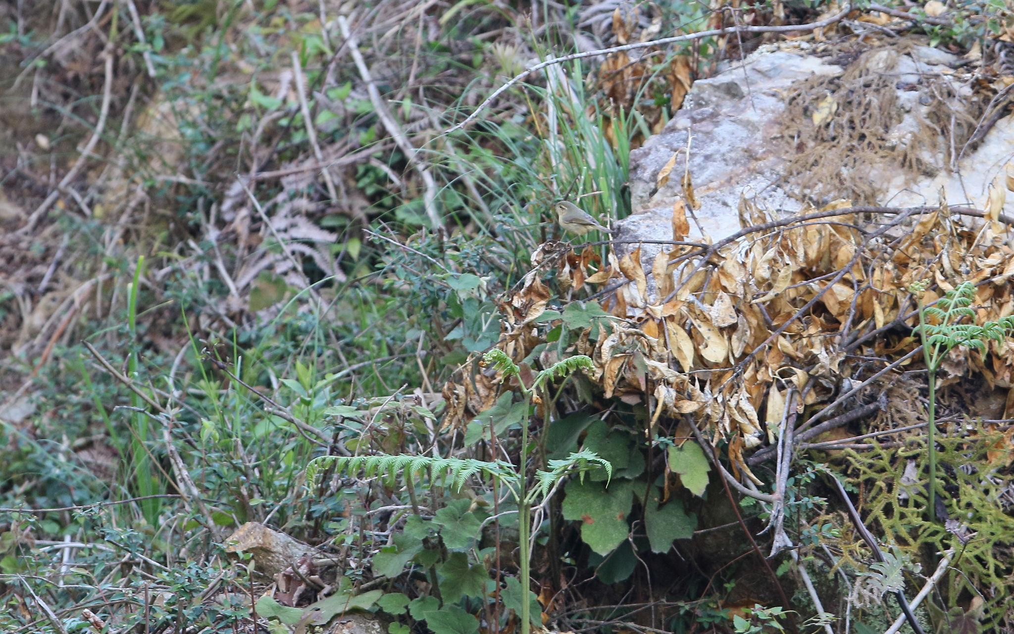 Buff-throated Warbler