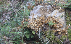 Phylloscopus subaffinis