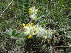Astragalus dasyanthus