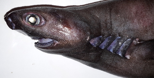 Hooktooth dogfish (Aculeola nigra) — Etmopteridae — 2