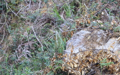 Phylloscopus subaffinis